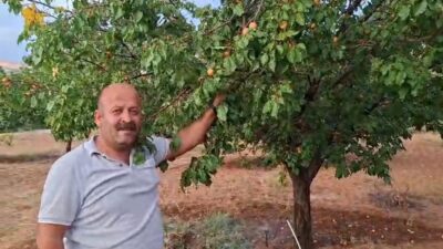 Malatya’nın Kuluncak ilçesine bağlı Karaçayır Mahallesi’nde ezber bozan bir kayısı